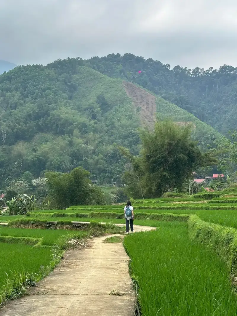 Walker from behind on a pale concrete path through bright green rice paddies