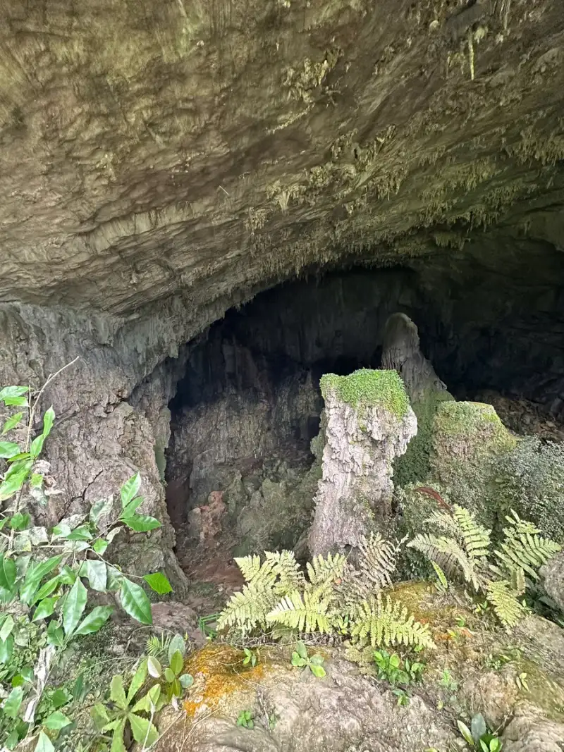 Empty limestone cave mouth with mossy rock and ferns, no sign or name visible