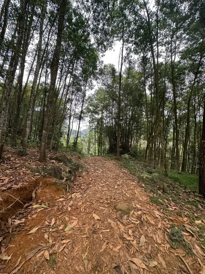 Empty orange-brown earth trail with leaf litter between tall straight trees