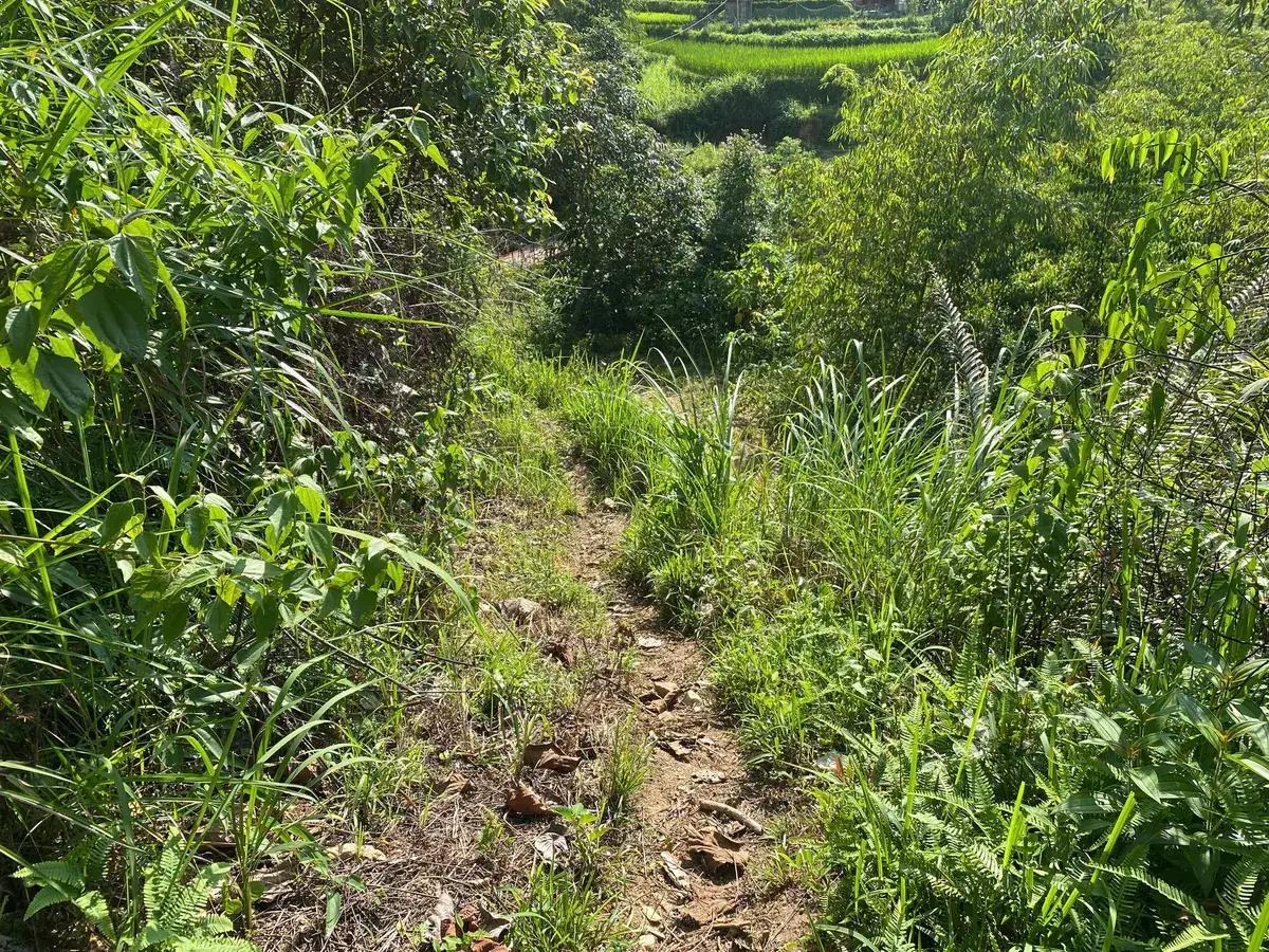Empty narrow earth path between green vegetation in Pu Luong countryside
