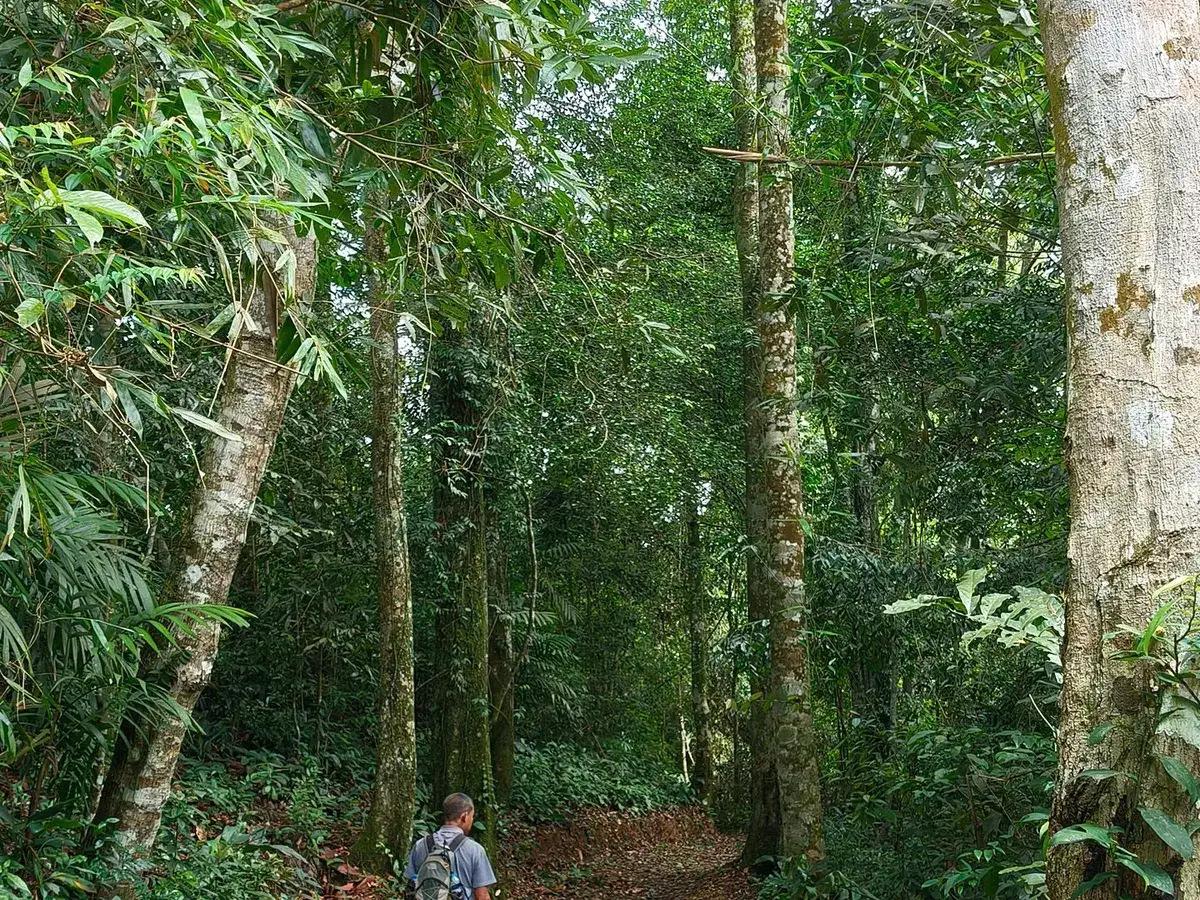 Forest earth path with leaf litter and trees in Pu Luong
