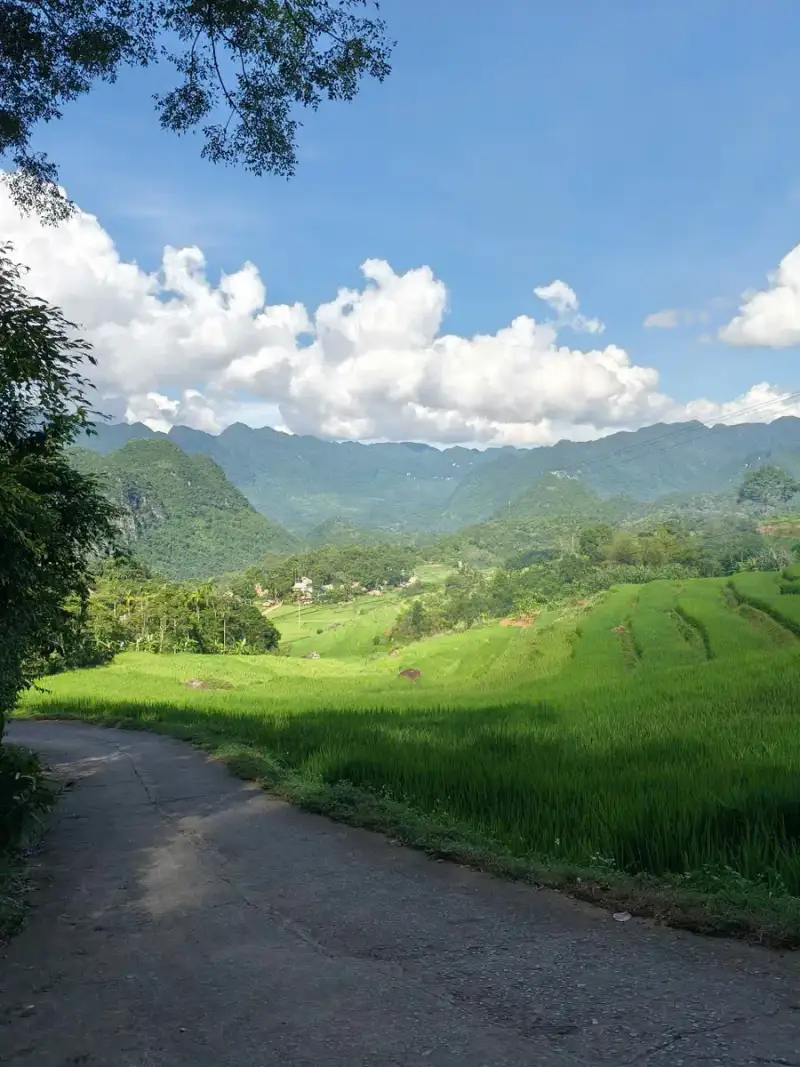 Pale paved lane curving beside a green rice field with terraces and forested ridges beyond
