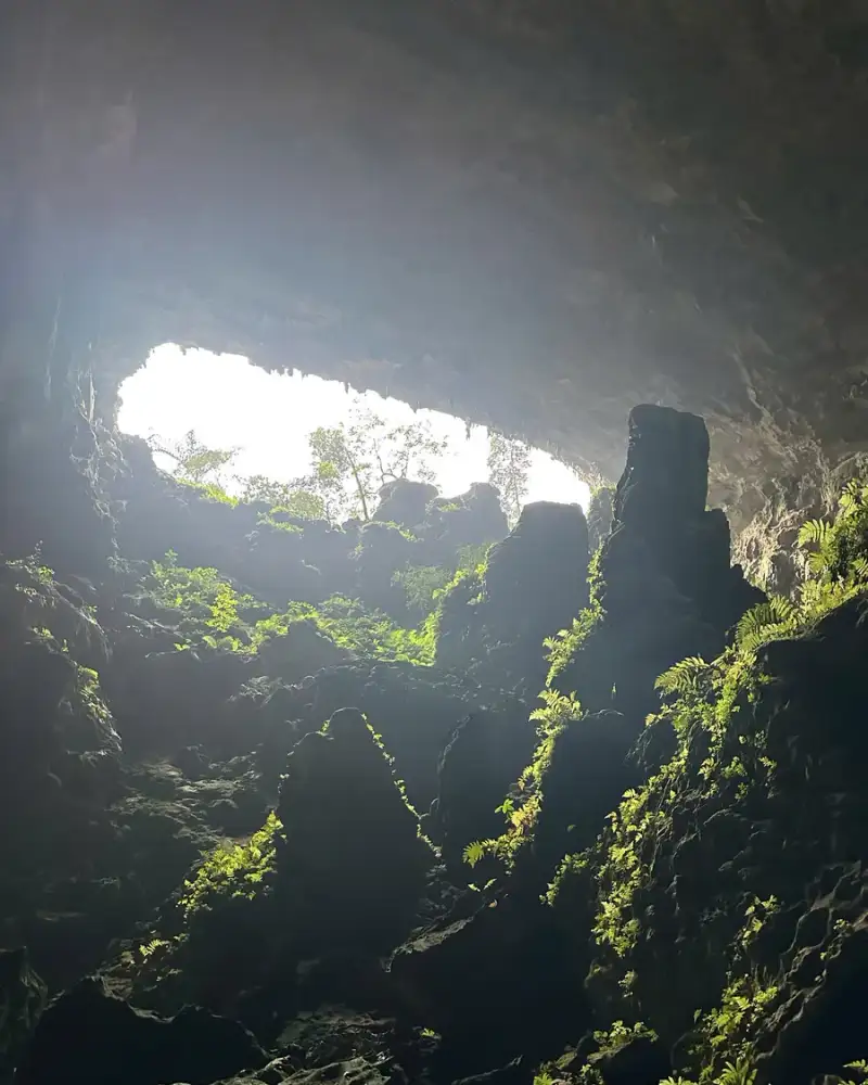 Dark limestone cave interior with fern-covered rocks and a bright ceiling skylight