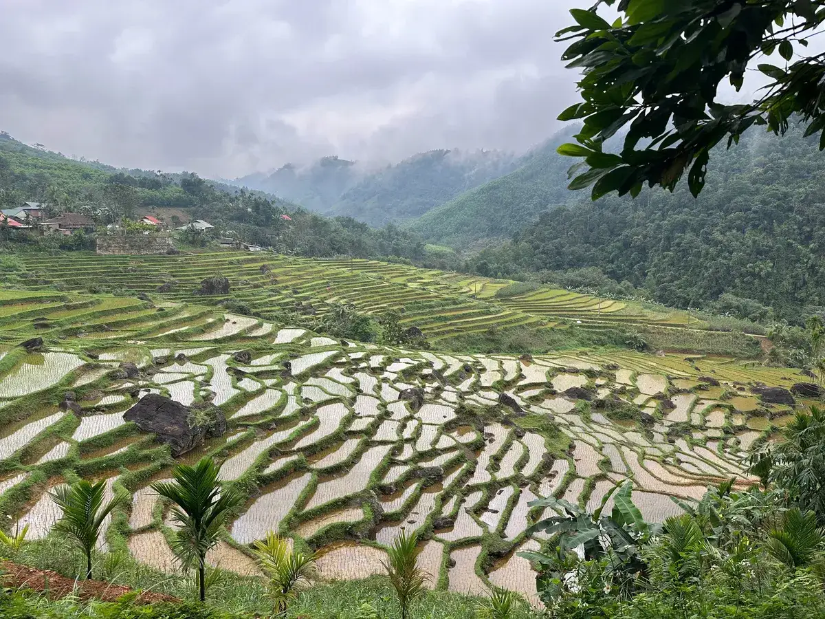 Water-filled hillside rice terraces with grassy bunds and mist on forested hills