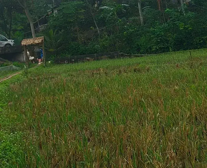 Walkers with umbrellas on a raised path beside flooded rice paddies in mist