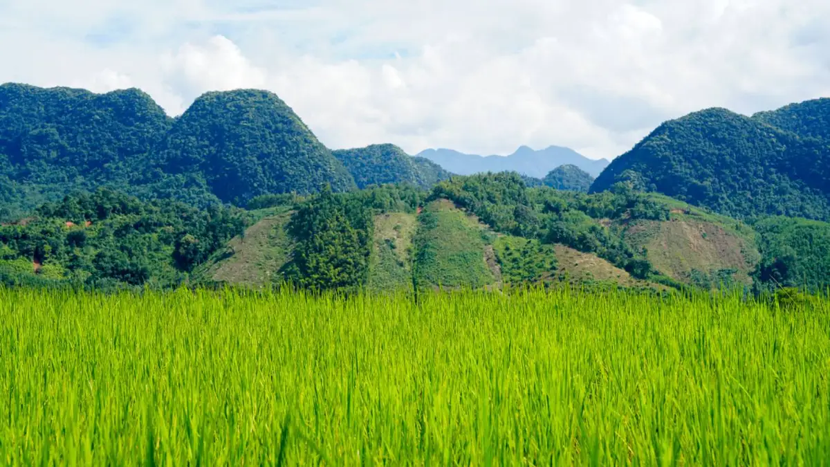 Rice terraces in a valley bowl with forested limestone ridges in Pu Luong